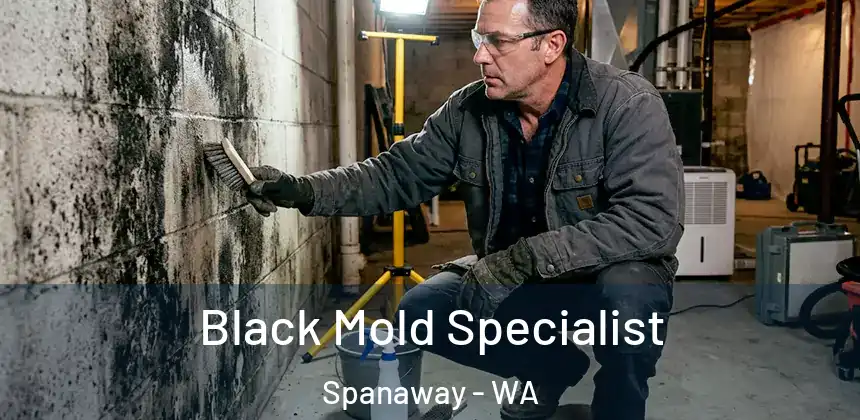  Black Mold Specialist Spanaway - WA