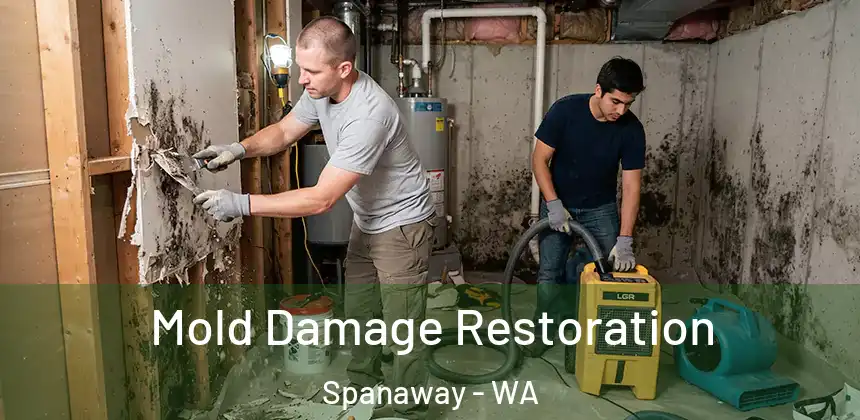  Mold Damage Restoration Spanaway - WA